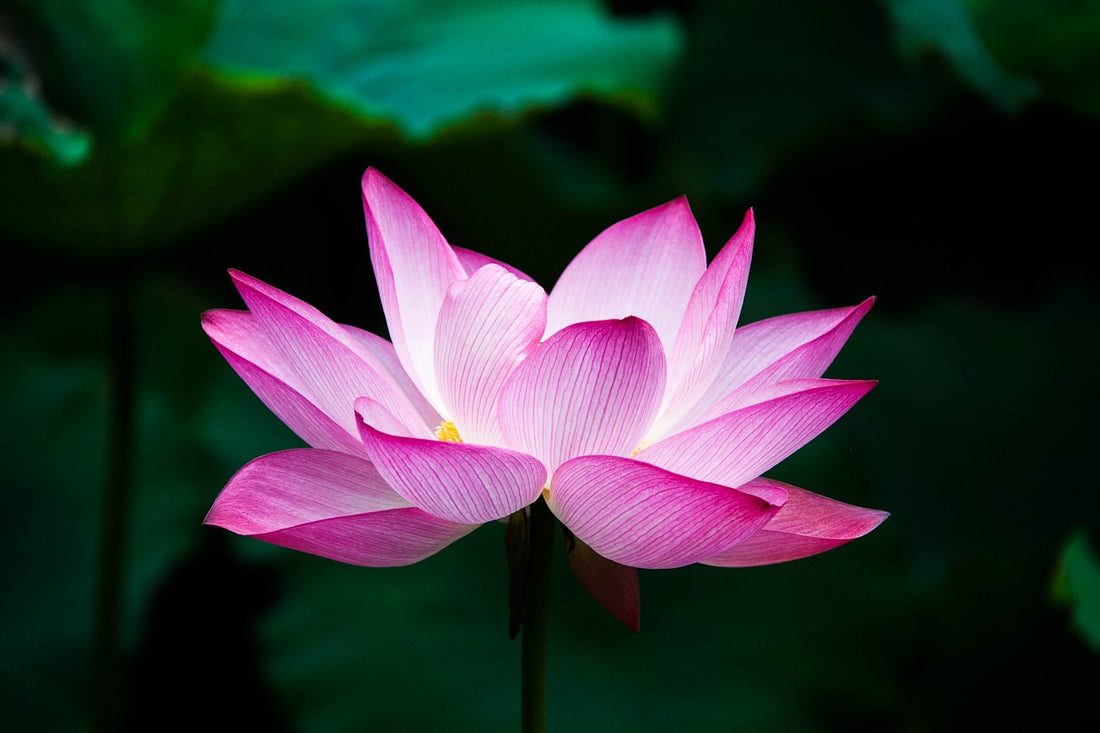 Beau Blossom